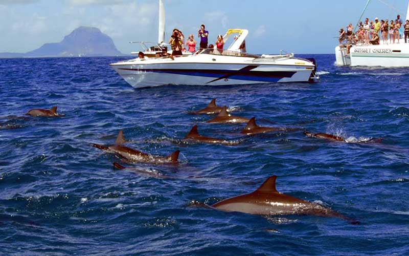 nage-avec-les-dauphins