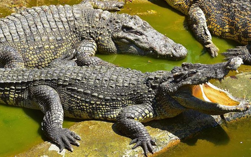 exotik#crocodilepark2